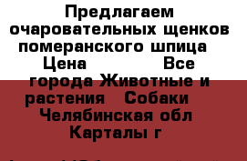 Предлагаем очаровательных щенков померанского шпица › Цена ­ 15 000 - Все города Животные и растения » Собаки   . Челябинская обл.,Карталы г.